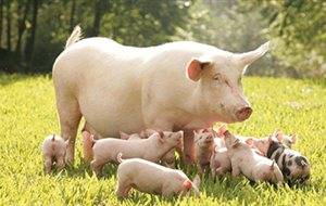 "Γουρνοχαρές" και "γουρνοσφαξιές" από Χριστούγεννα μέχρι Αποκριές