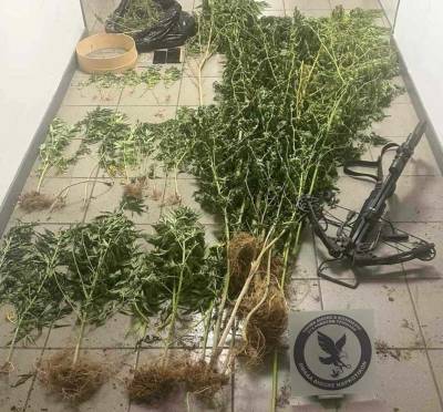 Νότια Κυνουρία: Γερμανοί καλλιεργούσαν 39 χασισόδεντρα στην αυλή του σπιτιού τους