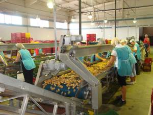 Η παραγωγή σύκων δεν καλύπτει τη ζήτηση