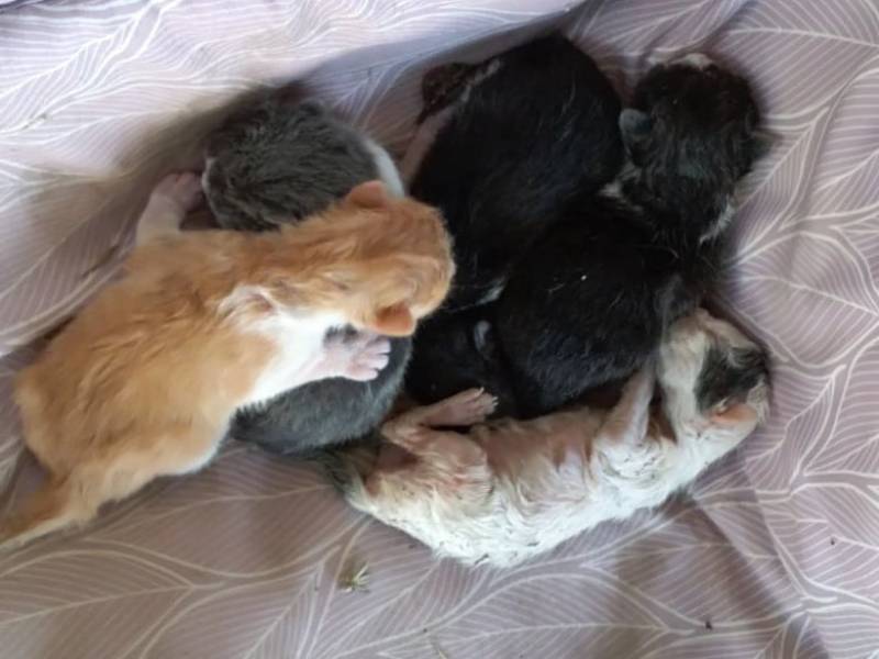 Έσωσαν τα γατάκια