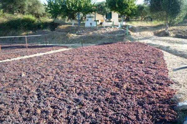 68 λεπτά πούλησε σταφίδα η ΕΑΣ Νεμέας