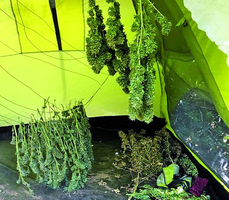 10 χρόνια για την καλλιέργεια χασίς στο Σανί Κυπαρισσίας