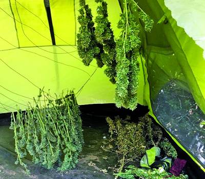 10 χρόνια για την καλλιέργεια χασίς στο Σανί Κυπαρισσίας