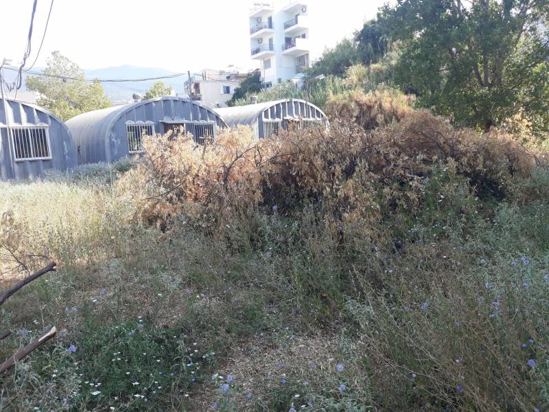 Ζούγκλα μέσα στην Καλαμάτα