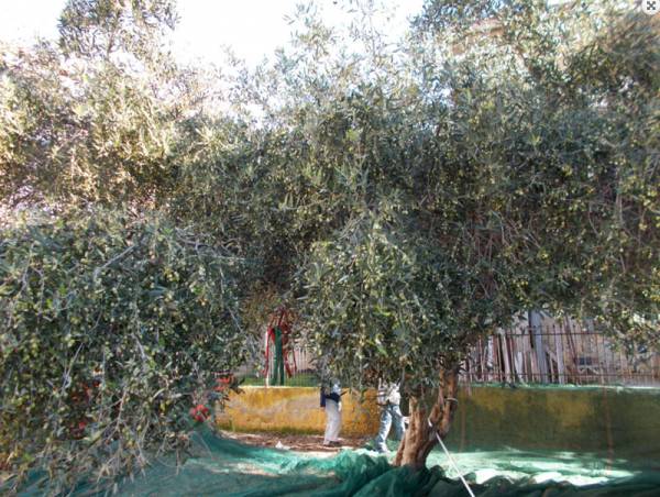 Μεσσηνία: Περιπολίες αστυνομικών για πρόληψη κλοπών κατά την ελαιοσυγκομιδή