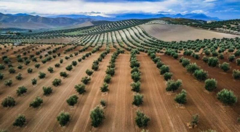Ελιά Sultana για υπερπυκνή φύτευση