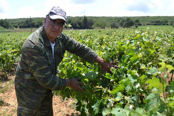 Ζημιές στα αμπέλια προκάλεσε το χαλάζι στους Γαργαλιάνους