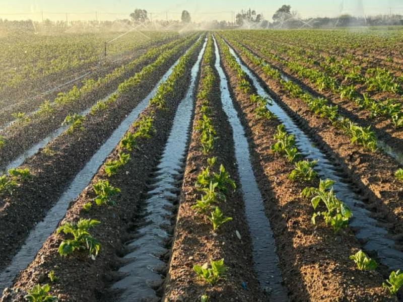 Επιτυχημένη αντιπαγετική προστασία της πατάτας