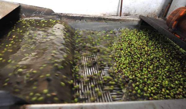 3,93 ευρώ το κιλό έπιασε το λάδι στον Αγροτικό Συνεταιρισμό Γλυφάδας Πυλίας