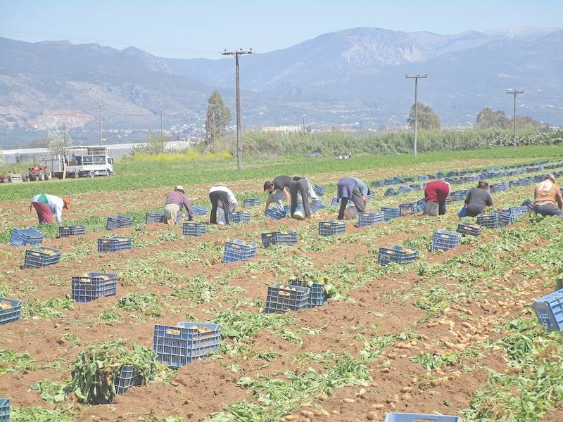 Καλή η χρονιά της πατάτας χωρίς τα αναμενόμενα έσοδα