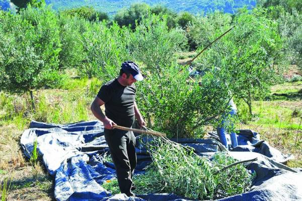Ανησυχούν οι αγρότες της Μεσσηνίας: Κίνδυνος να ζητηθούν πίσω οι επιδοτήσεις