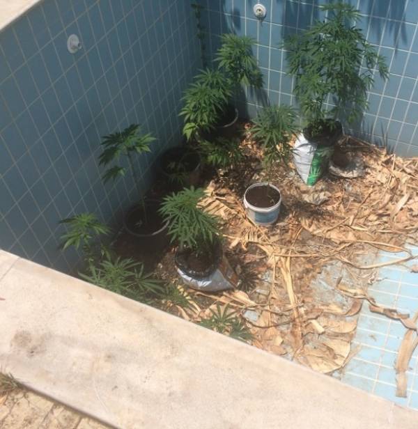 Σύλληψη 24χρονου στο Ακρογιάλι Αβίας με 103 χασισόδενδρα