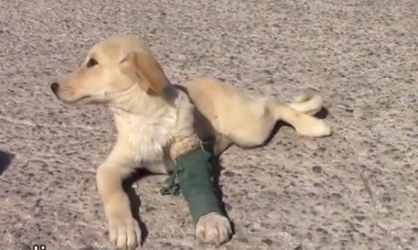 ΒΙΝΤΕΟ: Ενας... μικρός ήρωας αναρρώνει μετά τον ανεμοστρόβιλο της Καλαμάτας