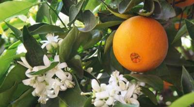 Ερώτηση Αραχωβίτη για εργάτες γης