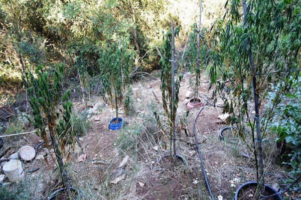 15 χασισόδεντρα στην Πλατανόβρυση Μεσσήνης