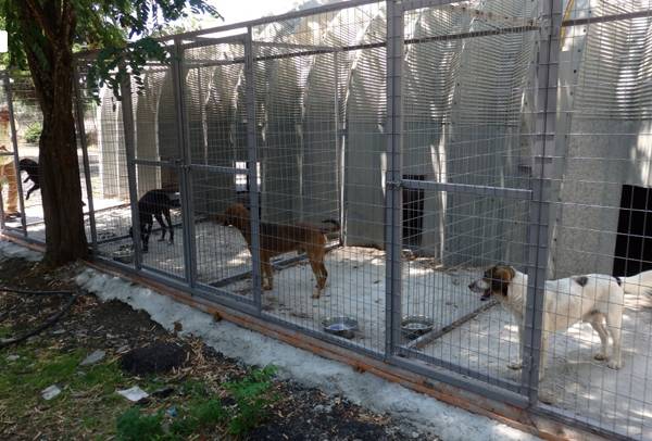 Απάντηση σε καταγγελία του Φιλοζωικού: Από φυσικά αίτια πέθανε ο σκύλος