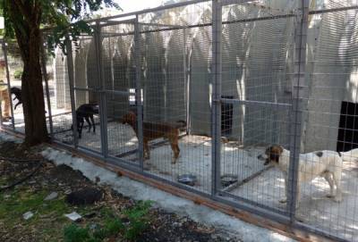 Απάντηση σε καταγγελία του Φιλοζωικού: Από φυσικά αίτια πέθανε ο σκύλος