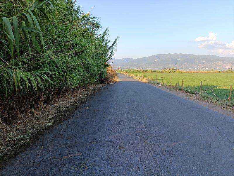 Τα καλάμια κλείνουν το ρεύμα κυκλοφορίας