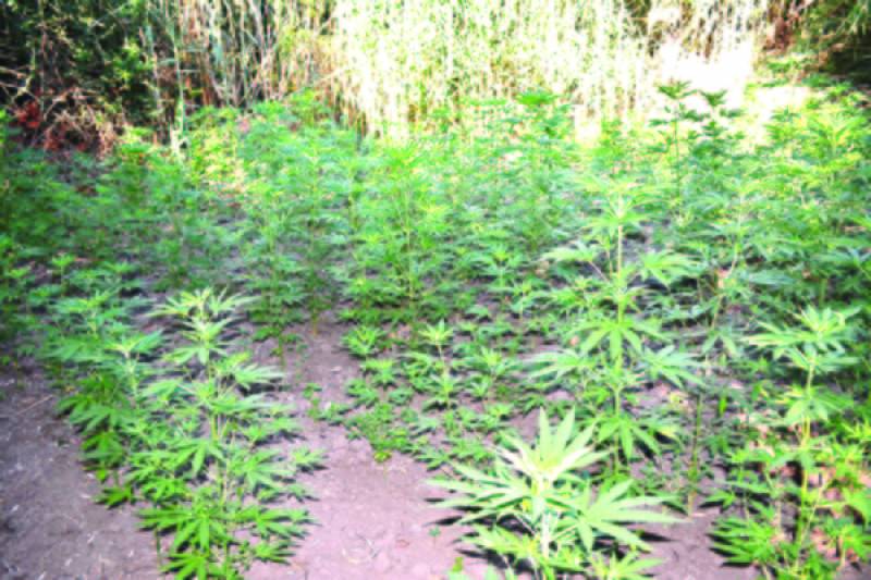 Μεσσηνία: Αθώος 36χρονος για φυτεία χασίς σε χωριό της Οιχαλίας