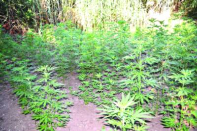 Μεσσηνία: Αθώος 36χρονος για φυτεία χασίς σε χωριό της Οιχαλίας