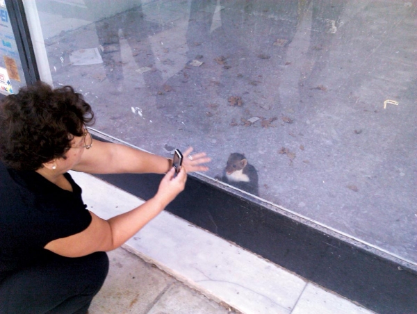 Κουνάβια εγκλωβίστηκαν σε κλειστό κατάστημα