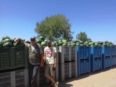 Ξεκίνησε η συγκομιδή καρπουζιού στην Τριφυλία