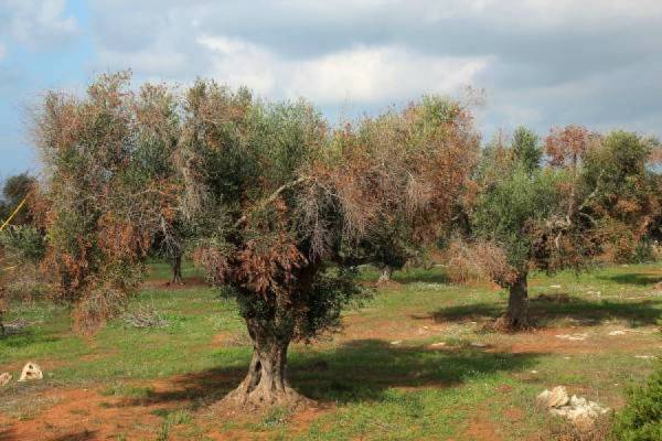 Η Xylella τρομοκρατεί τους Μεσσήνιους ελαιοκαλλιεργητές