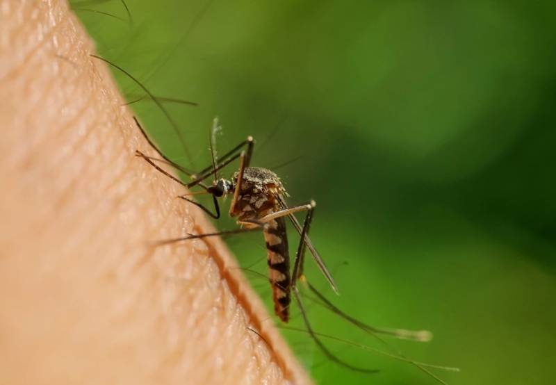 Μαγιορκίνης: Έχουμε την πιο δραστήρια περίοδο του ιού του Δυτικού Νείλου από το 2018 (Βίντεο)