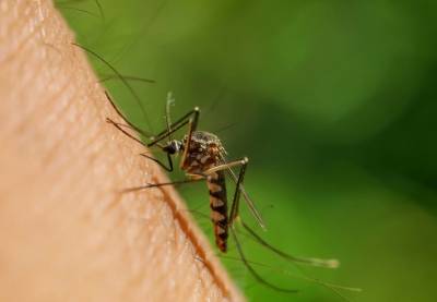Μαγιορκίνης: Έχουμε την πιο δραστήρια περίοδο του ιού του Δυτικού Νείλου από το 2018 (Βίντεο)