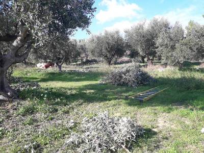 Ο διευθυντής της ΔΑΟΚ Αντ. Παρασκευόπουλος στη «Ε»: «30-35% κάτω η παραγωγή ελαιολάδου στην Τριφυλία»