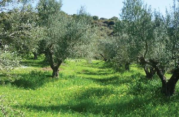 ΕΛΓΟ Δήμητρα: Νέες καλλιεργητικές πρακτικές στην ελαιοκομία