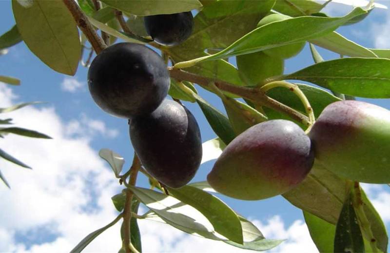 Πιέσεις σε Γεωργαντά για ΠΟΠ ελιά Καλαμάτας