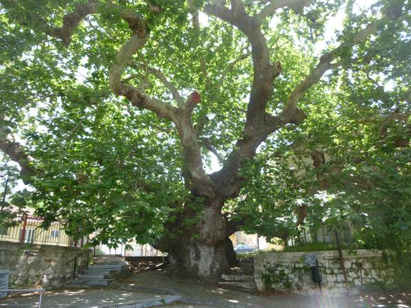 Ο δήμος αδιαφορεί για τον πλάτανο του Αγίου Φλώρου