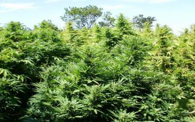 Μεσσηνία: Βρήκαν τον χασισοκαλλιεργητή μετά από 15 χρόνια!