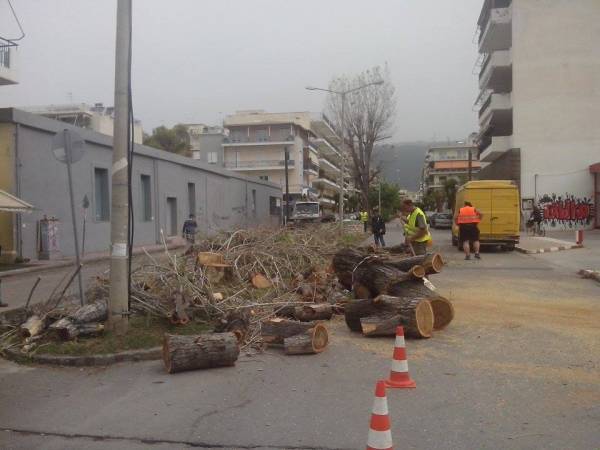 Εκοψαν τις λεύκες από την οδό Φιλελλήνων (βίντεο)