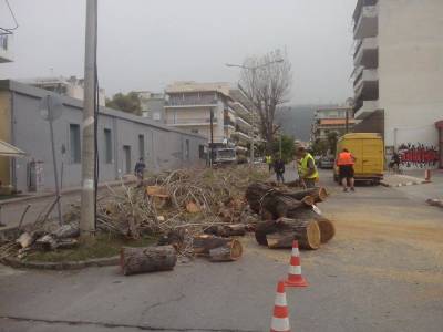 Εκοψαν τις λεύκες από την οδό Φιλελλήνων (βίντεο)