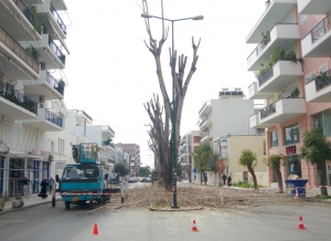 Εκρίζωση και φύτευση νέων δένδρων