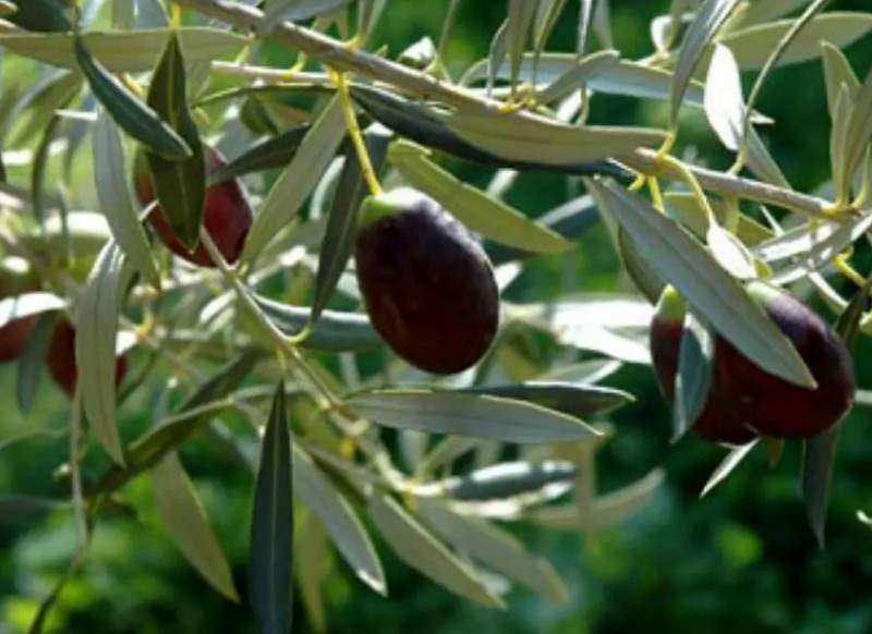 Εκδήλωση ΣΥΡΙΖΑ για αγροτικά στο Πήδημα