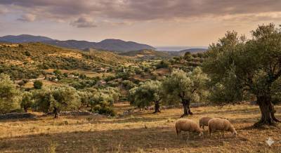 Η Μεσσηνία μπροστά σε ένα νέο αγροτικό ρίσκο