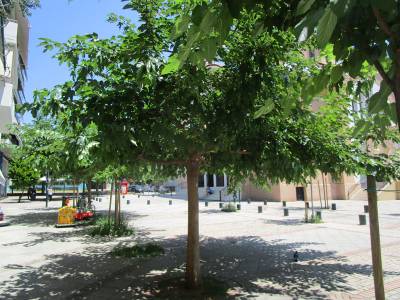 Ισκιος από τις μουριές