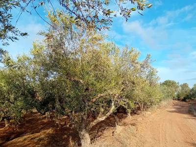 Αγροτικός Σύλλογος Χανδρινού: Τεράστιες καταστροφές στα ελαιόδεντρα