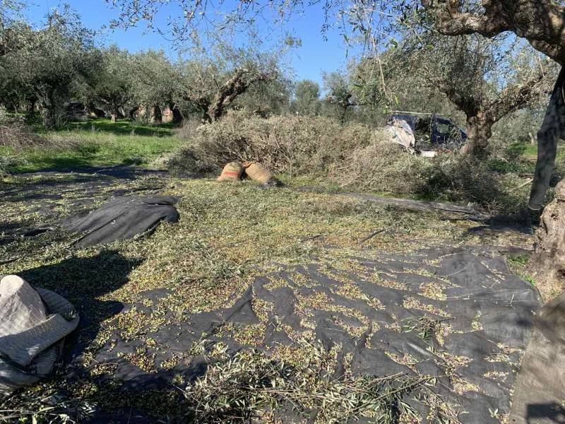 Πρωτοβουλία ΠΑΣΟΚ για το ελαιοκομικό μητρώο