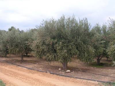 Προκλήσεις και κίνδυνοι για την ελαιοκαλλιέργεια