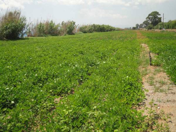 1,10 ευρώ η τιμή για το φιστίκι