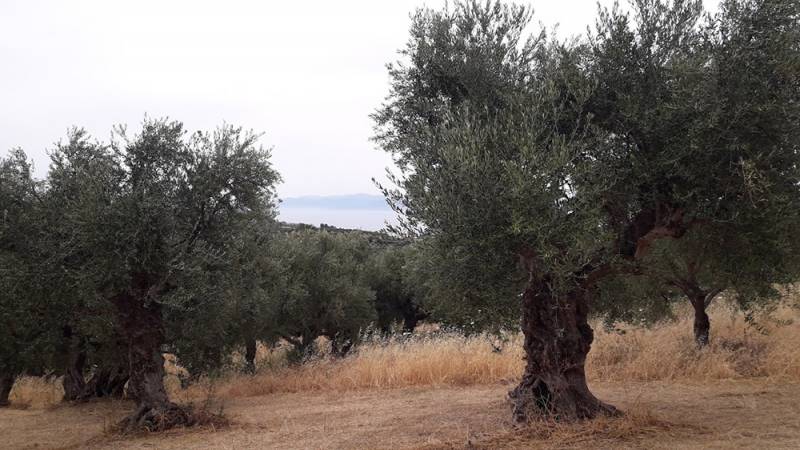 Ερωτήσεις Σακοράφα για Καλό Νερό - Τσακώνα και δακοκτονία