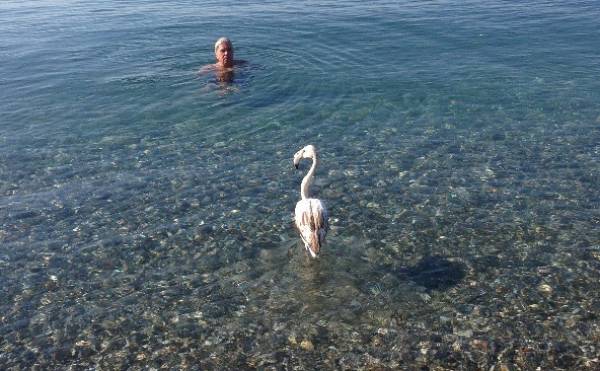 Φλαμίνγκο στην παραλία της Καλαμάτας