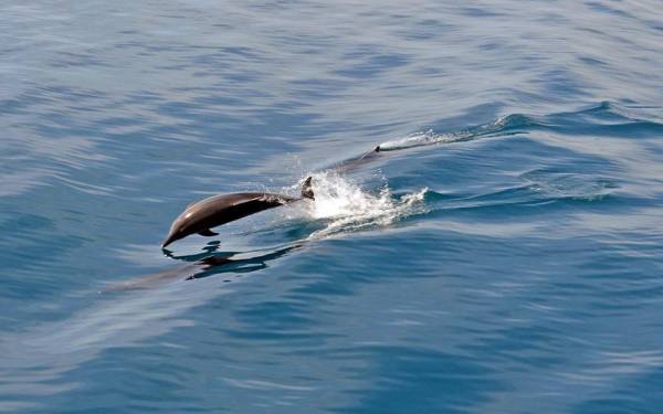 Κορινθιακός: Το ρέκβιεμ μιας θάλασσας που αδειάζει από ψάρια