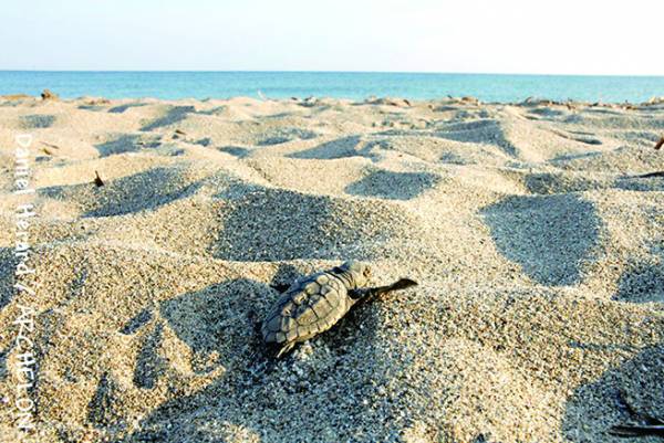 Ο “Αρχέλων” καθαρίζει την παραλία της Ελαίας