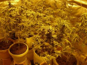 Σύλληψη 53χρονου για 38 χασισόδενδρα υδροπονικής καλλιέργειας στην Αργολίδα