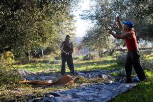 Οδηγίες για την παραγωγή καλής ποιότητας ελαιολάδου